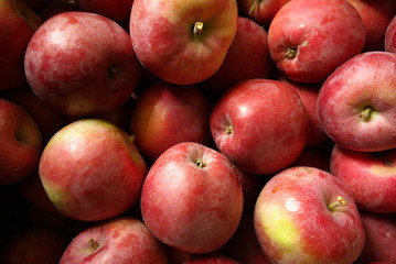 Apple yield