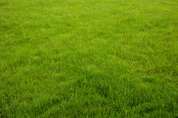 Background of a green grass.
