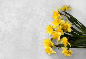 Yellow narcissus on a white textured background