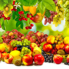 Image of different fruits in a garden close up