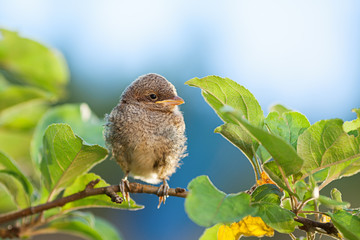 Baby bird on the branch