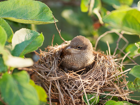 Baby bird in the nest - Powered by Adobe