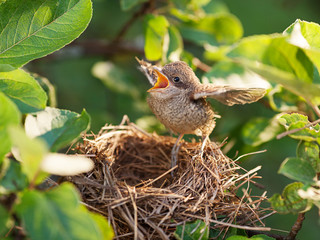 Obraz premium Baby bird in the nest