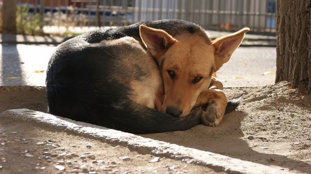 Homeless Dog Sleeping and Than Wake Up