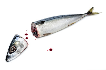 Fresh saba fish head and body with Dripping blood on a white background