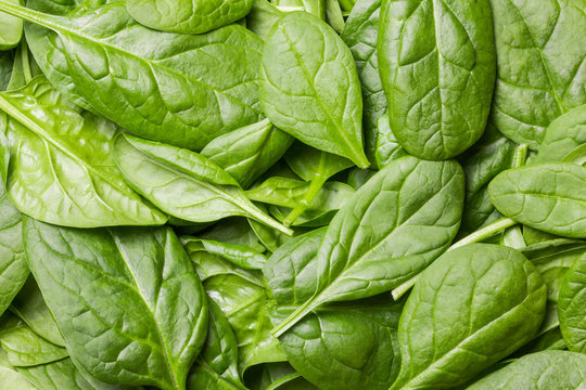 Fresh green baby spinach leaves.