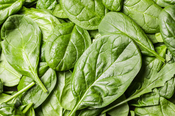 Fresh green baby spinach leaves.