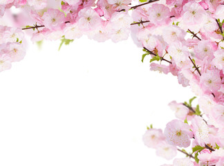 Fototapeta na wymiar Blossoming white tree Flowers