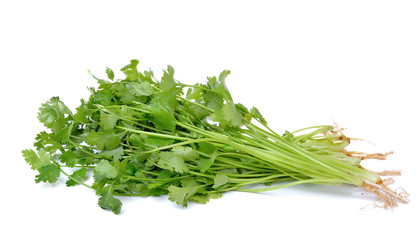 Bunch of fresh coriander leaves on white background