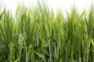 Barley rice field in low angle view.