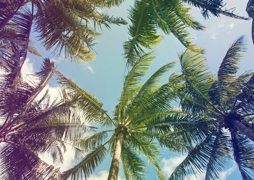 Tropic palms, toned photo
