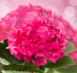 pink hortensia flowers close up