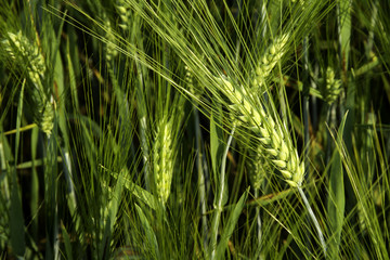 Fototapeta na wymiar Barley rice field in low angle view.