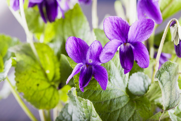 Violets in a bunch