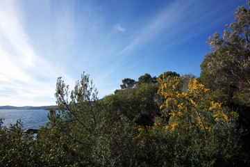 Obraz premium Mimosas sur littoral du Lavandou