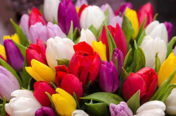 Bouquet of ..multicolored tulips