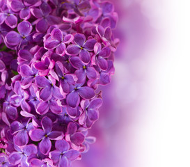 Bush with lilac flowers close up