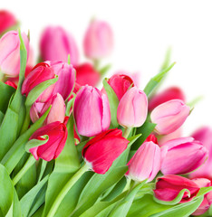 pack of fresh pink tulips