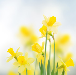spring daffodils in  garden