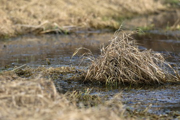 Bushy clump of dried grass in the water