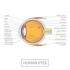 Human eye anatomy