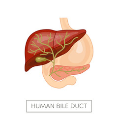 Gallbladder duct vector
