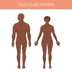 Human muscular system