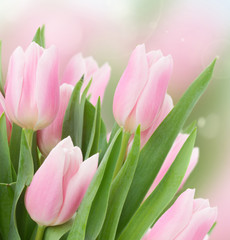 close up of  pink tulips