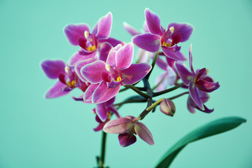 Naklejka na ściany i meble Blaue Orchidee