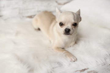 Cute chihuahua dog sits on white carpet in room, indoors, sweet home