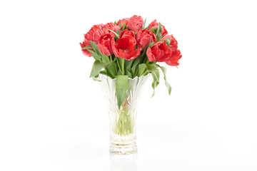 Bouquet of red fresh spring tulip flowers in vase on white background.