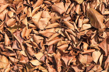 Brown dry leaves on the ground. 