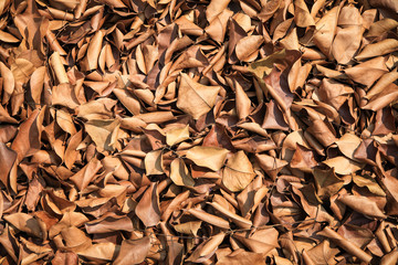 Brown dry leaves on the ground. 