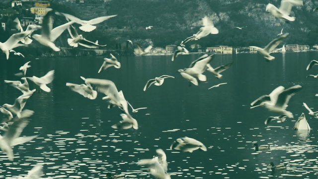 Seagulls on the Como Lake in Slow Motion