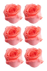 roses flower for special occasion valentine day wedding ceremony greeting card 