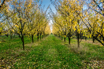Plum trees in orchards