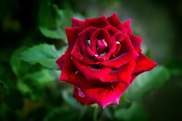 Exotic Rose