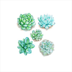 Set of five succulent drawings in watercolors on a white bsckground