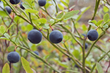 Close-up of ripe blueberries in forest.