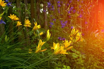 Flowers bright orange lilies and other flowers near a simple wooden fence old. Sunrise, sunset, warm sunshine, green grass, lush vegetation of an abandoned garden. Rural landscape. Simple peyzhazh.
