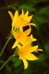 flowers few bright orange lily close-up. Solar saturated, cheerful colors. Estetsvenno on a green background in the street. 
