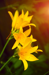 flowers few bright orange lily close-up. Solar saturated, cheerful colors.  Natural light. Sunlight. Warm sun light.

