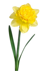Beautiful daffodil isolated on white background