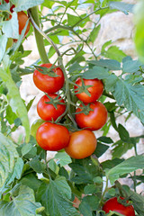 Plant de tomate grappe rouge