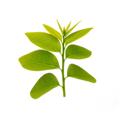 Green leaf isolate on white background