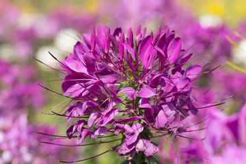 Purple flowers in the garden