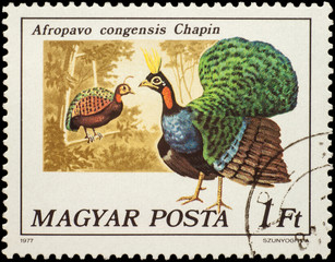 Fototapeta na wymiar Congo peafowl (Afropavo congensis) on postage stamp