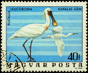 Fototapeta premium Bird spoonbill (Platalea leucorodia) on postage stamp