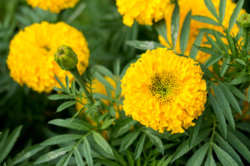Marigold