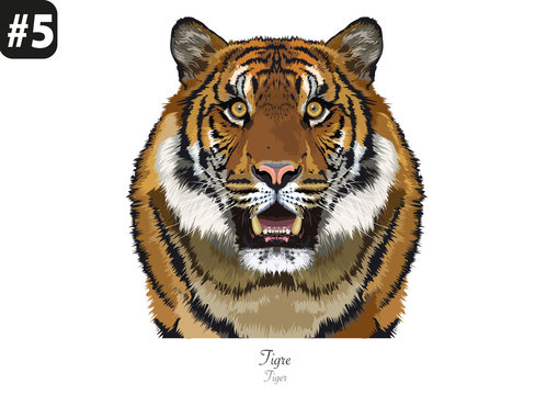 ANIMAUX -Portraits - #5 - Tigre